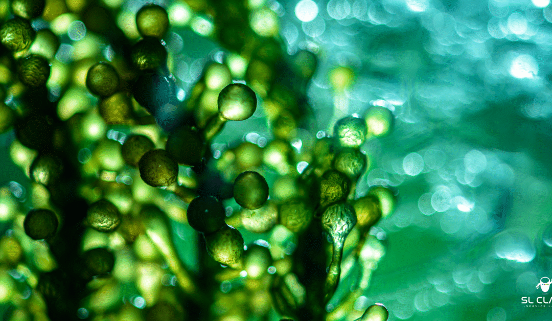 Structure végétale illustrant les encres végétales à base de soja pour impression écologique