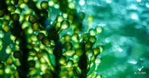 Les encres à base de soja et végétales : la révolution verte de l’impression